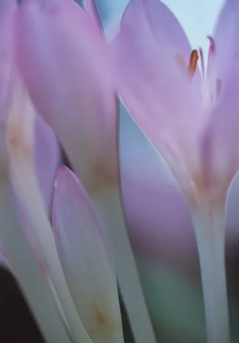 Gerahmter Druck : Crocuses. Krokussen (Crocus spp.) im Blütenstand Gerahmter Druck : Crocuses. Krokussen (Crocus spp.) im Blütenstand