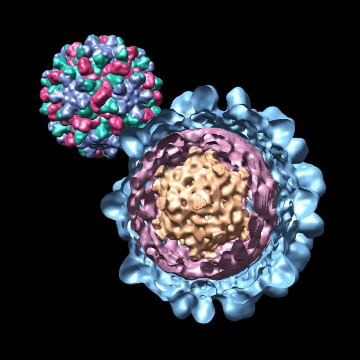 Gerahmter Druck : Kuchumberottnervirus, Computermodell Gerahmter Druck : Kuchumberottnervirus, Computermodell