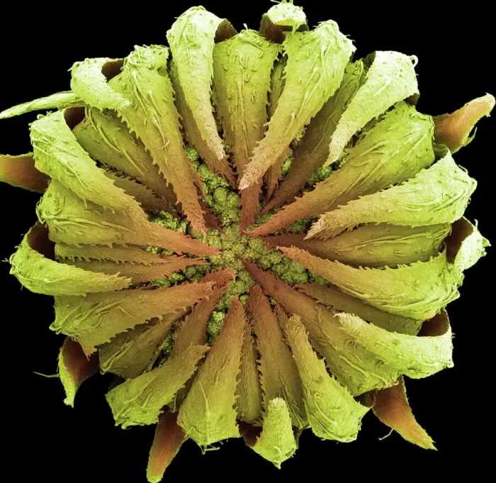Gerahmter Druck : Rosenkranzblüte, SEM Gerahmter Druck : Rosenkranzblüte, SEM