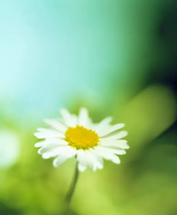 Gerahmter Druck : Blume der Mais Gerahmter Druck : Blume der Mais