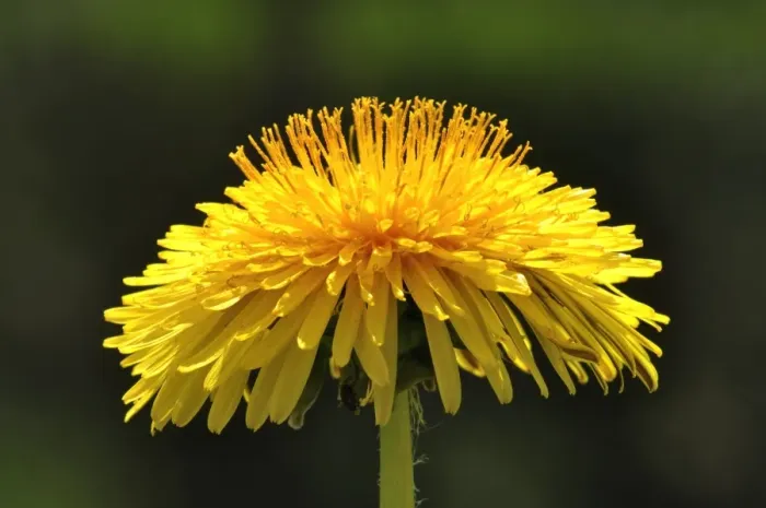 Gerahmter Druck : Sonnenblumenblüte Gerahmter Druck : Sonnenblumenblüte