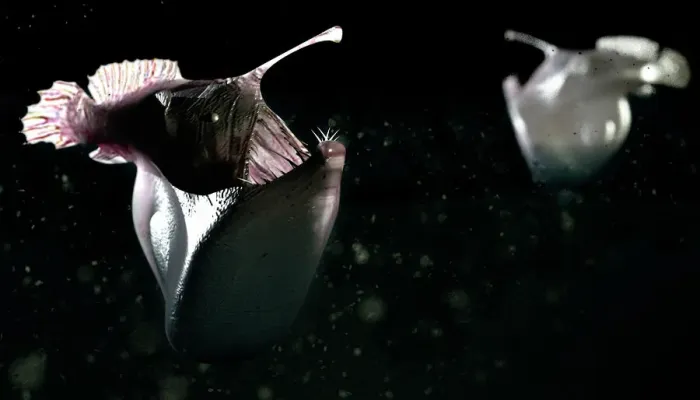 Gerahmter Druck : Tiefsee-Anglerfisch Gerahmter Druck : Tiefsee-Anglerfisch