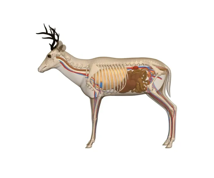 Gerahmter Druck : Tiere Anatomie Kunstwerk