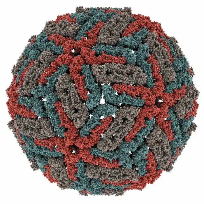 Gerahmter Druck : Dengue-Viruskapside molekulare Modell Gerahmter Druck : Dengue-Viruskapside molekulare Modell