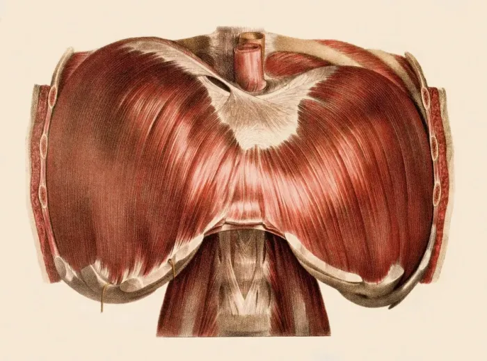 Gerahmter Druck : Diaphragm. Die Diatragme, historische anatomische Kunstwerk Gerahmter Druck : Diaphragm. Die Diatragme, historische anatomische Kunstwerk