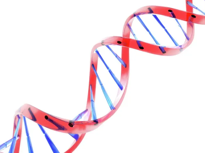 Gerahmter Druck : DNA-Molekül, Computermodell Gerahmter Druck : DNA-Molekül, Computermodell