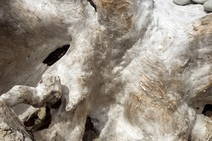 Gerahmter Druck : Driftwood. Rindeholz. Auf dem olympischen Halbinsel in den Vereinigten