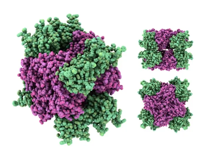 Gerahmter Druck : Dynamins Enzyme, molekularer Modell Gerahmter Druck : Dynamins Enzyme, molekularer Modell