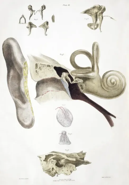 Gerahmter Druck : Anatomie des Ohres Gerahmter Druck : Anatomie des Ohres