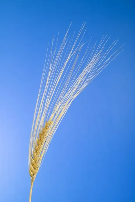 Gerahmter Druck : Ear of wheat