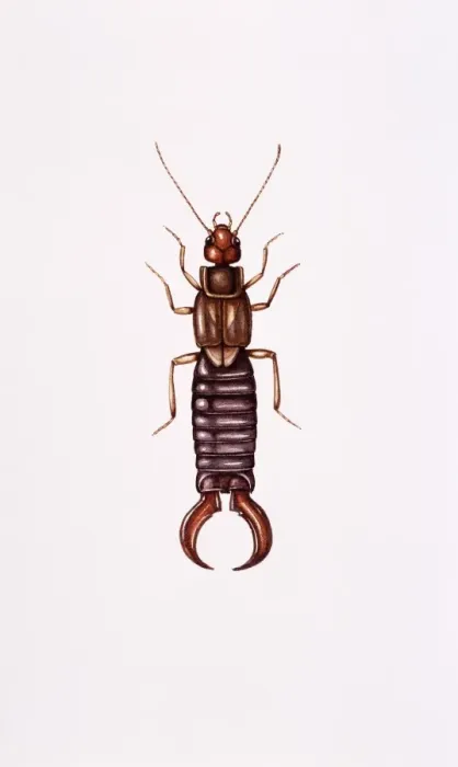 Gerahmter Druck : Earwig. Die Kunstwerke von Ameisenkafer (Forficula auricularia) Gerahmter Druck : Earwig. Die Kunstwerke von Ameisenkafer (Forficula auricularia)