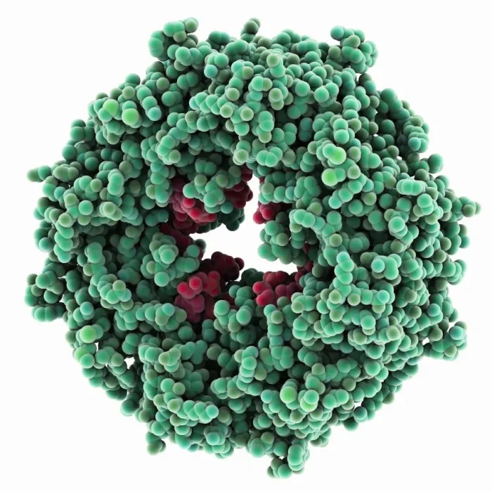 Gerahmter Druck : Ebolasäuremolekülproteinmatrix Gerahmter Druck : Ebolasäuremolekülproteinmatrix