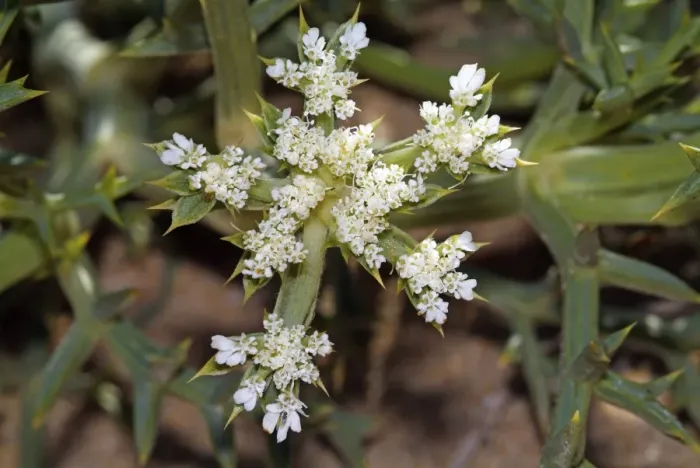 Gerahmter Druck : Echinophora spinosa Gerahmter Druck : Echinophora spinosa