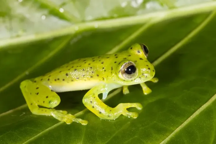 Gerahmter Druck : Grüner Glasfrosch Gerahmter Druck : Grüner Glasfrosch