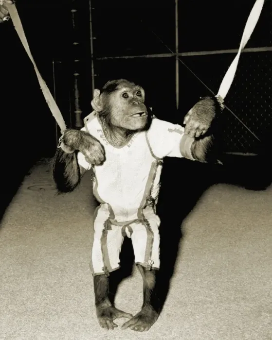 Gerahmter Druck : Enos der Astrochimpanse Gerahmter Druck : Enos der Astrochimpanse