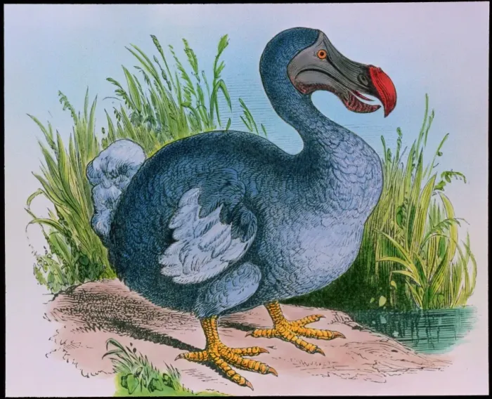 Gerahmter Druck : Ausgestorbenes Dodos Gerahmter Druck : Ausgestorbenes Dodos