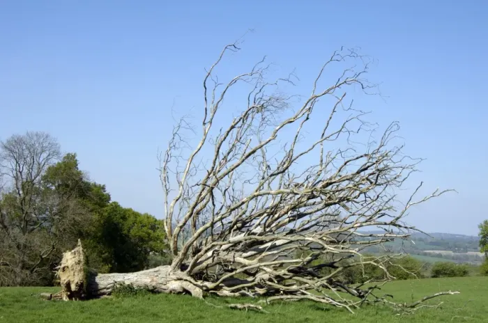 Gerahmter Druck : Stürzender Toter Baum Gerahmter Druck : Stürzender Toter Baum