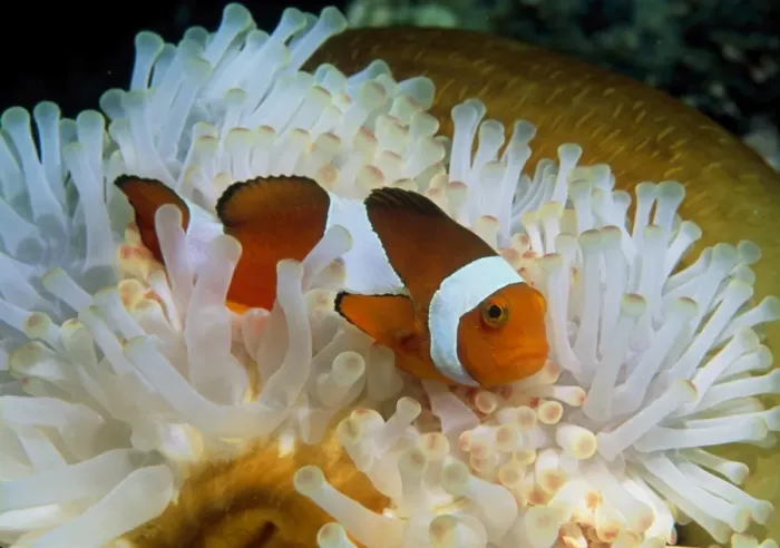 Gerahmter Druck : Falsche Clownanemonenfisch Gerahmter Druck : Falsche Clownanemonenfisch