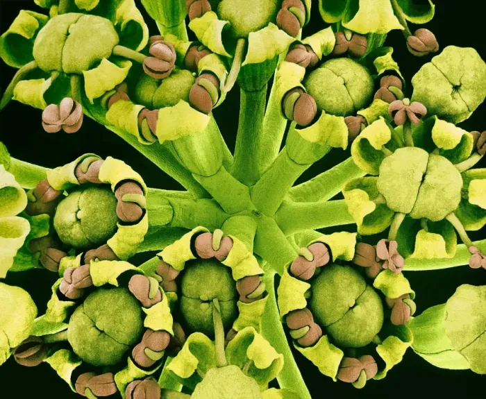 Gerahmter Druck : Fenchelsamenblüten (SEM) Gerahmter Druck : Fenchelsamenblüten (SEM)