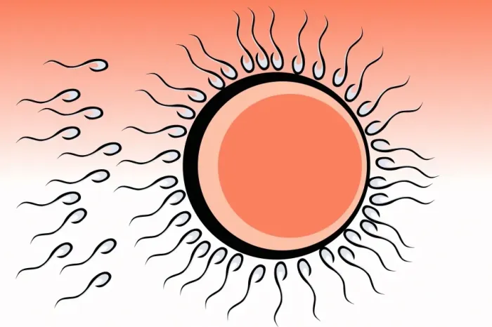 Gerahmter Druck : Fertilization Gerahmter Druck : Fertilization