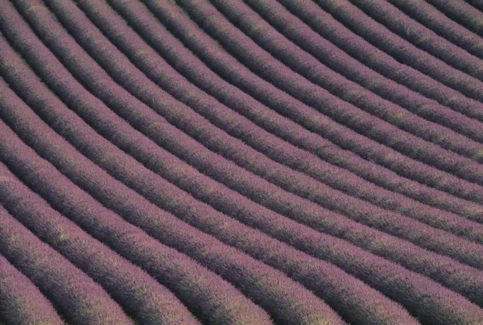 Gerahmter Druck : Feld der Lavendel Gerahmter Druck : Feld der Lavendel