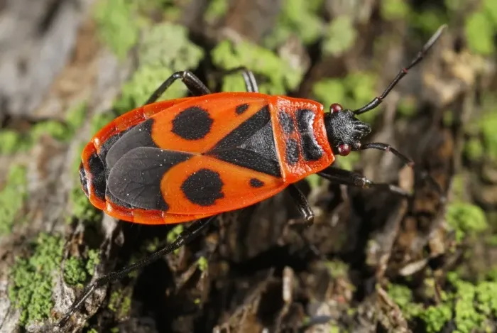 Gerahmter Druck : Firebug. Feuerkäfer auf rotgehenden Holzstücken Gerahmter Druck : Firebug. Feuerkäfer auf rotgehenden Holzstücken