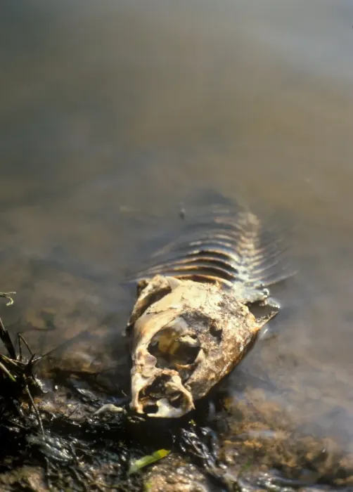 Gerahmter Druck : Fisch getötet durch Wasserverschmutzung Gerahmter Druck : Fisch getötet durch Wasserverschmutzung