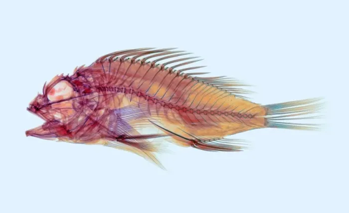 Gerahmter Druck : Fisch, Röntgenstrahlung Gerahmter Druck : Fisch, Röntgenstrahlung