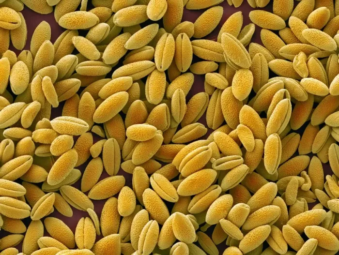 Gerahmter Druck : Feuerlilien-Pollen, SEM Gerahmter Druck : Feuerlilien-Pollen, SEM