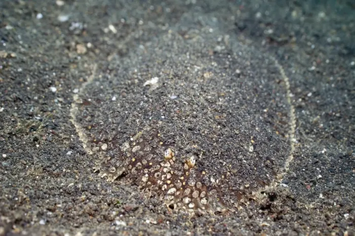 Gerahmter Druck : Flatfish. Flachfische (Ordnung Pleuronectiformes) verkleideten sich am Gerahmter Druck : Flatfish. Flachfische (Ordnung Pleuronectiformes) verkleideten sich am