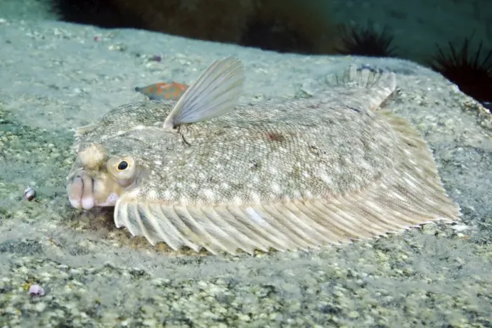 Gerahmter Druck : Flatfish. Plattenfische (Pleuronectes sp.) auf dem Meeresboden Gerahmter Druck : Flatfish. Plattenfische (Pleuronectes sp.) auf dem Meeresboden