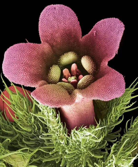 Gerahmter Druck : Blume, SEM Gerahmter Druck : Blume, SEM