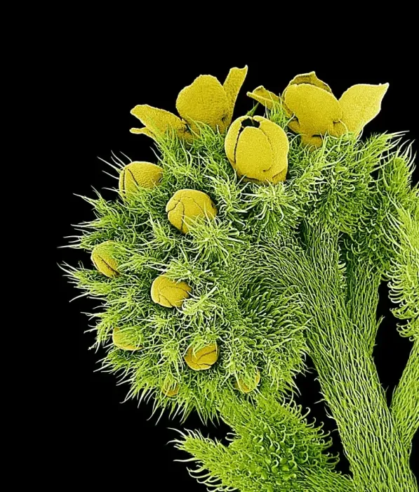 Gerahmter Druck : Blumen, SEM Gerahmter Druck : Blumen, SEM