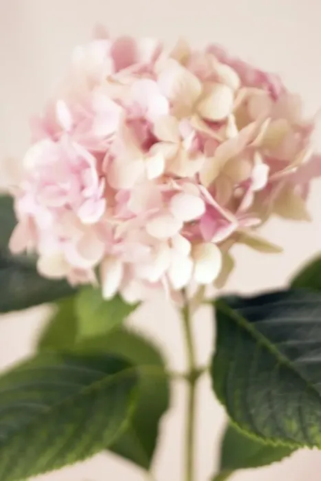 Gerahmter Druck : Blumen der Hydrangie (Hydrangea spp.) Gerahmter Druck : Blumen der Hydrangie (Hydrangea spp.)