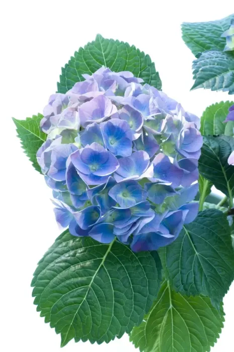 Gerahmter Druck : Hydrangea (Hydrangea macrophylla) Gerahmter Druck : Hydrangea (Hydrangea macrophylla)