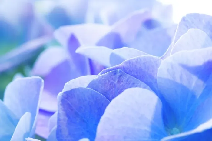 Gerahmter Druck : Hydrangea (Hydrangea macrophylla) Gerahmter Druck : Hydrangea (Hydrangea macrophylla)