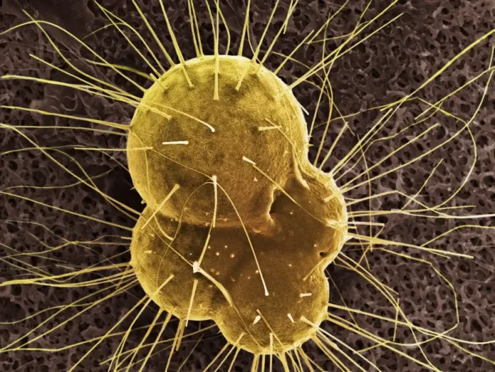 Gerahmter Druck : Füraminifera, SEM Gerahmter Druck : Füraminifera, SEM