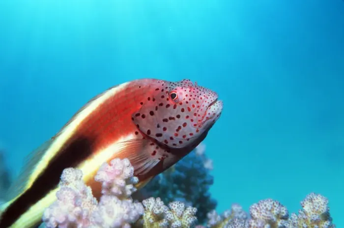 Gerahmter Druck : Forstes Haifisch Gerahmter Druck : Forstes Haifisch