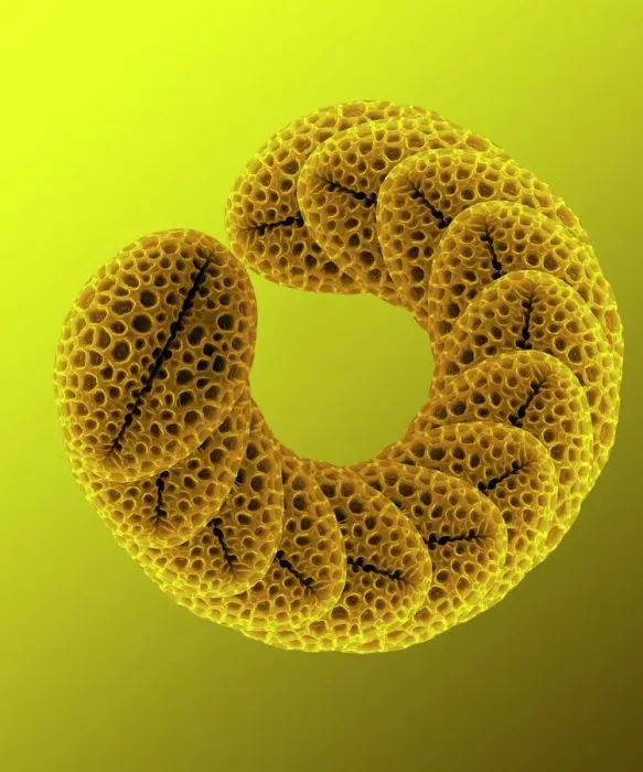 Gerahmter Druck : Forsythien-Pollenkörner, SEM Gerahmter Druck : Forsythien-Pollenkörner, SEM