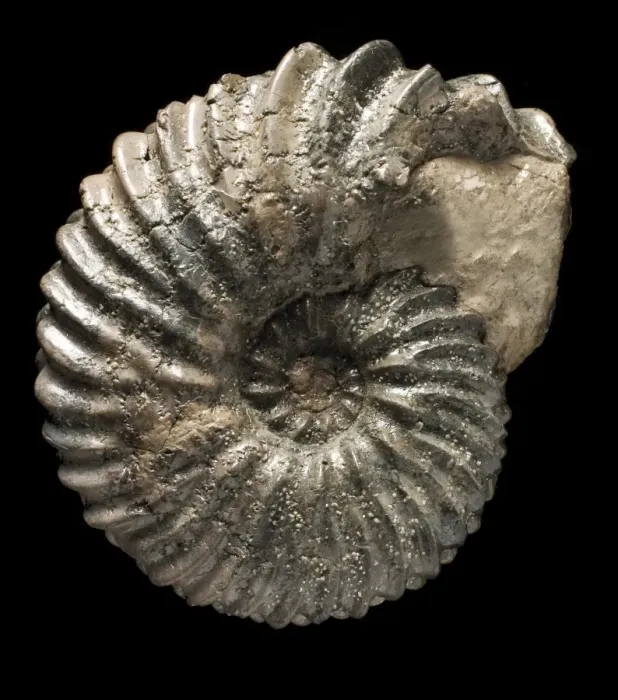 Gerahmter Druck : Fossilschale Ammonit C016 / 6079 Gerahmter Druck : Fossilschale Ammonit C016 / 6079