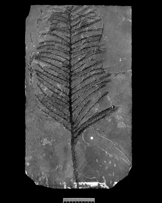 Gerahmter Druck : Fossiler Konifera C016 / 5947 Gerahmter Druck : Fossiler Konifera C016 / 5947