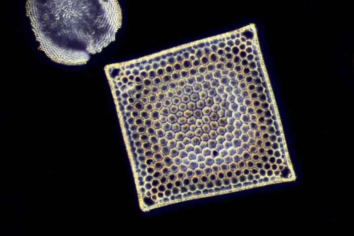 Gerahmter Druck : Fossiler Diatommenschkel, Lichtmikroskop