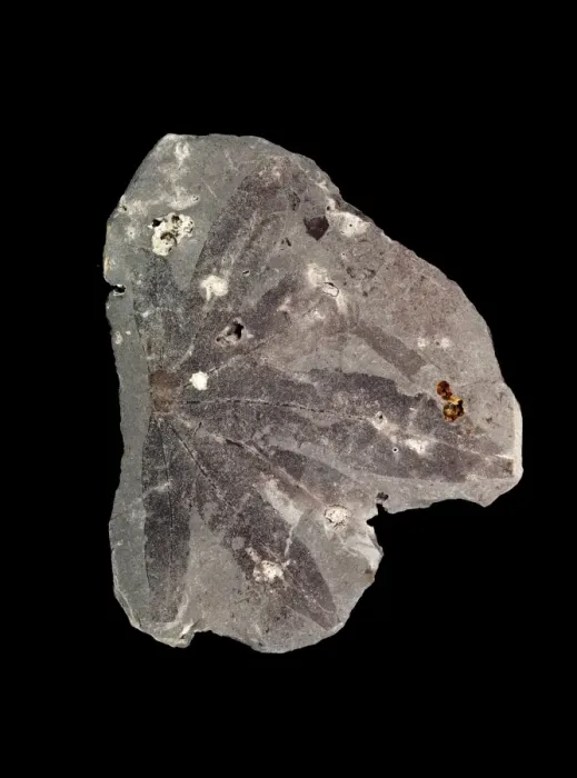Gerahmter Druck : Fossilschäfchen C016 / 5960 Gerahmter Druck : Fossilschäfchen C016 / 5960