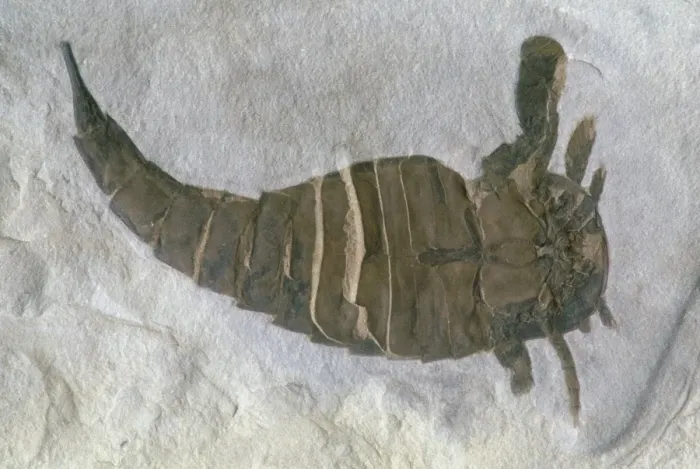 Gerahmter Druck : Riesenfossiler Meeresschreck oder Eurypteride Gerahmter Druck : Riesenfossiler Meeresschreck oder Eurypteride