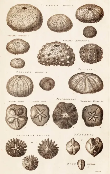 Gerahmter Druck : Fossile Seeigel, Echinodermen C017 / 3490 Gerahmter Druck : Fossile Seeigel, Echinodermen C017 / 3490