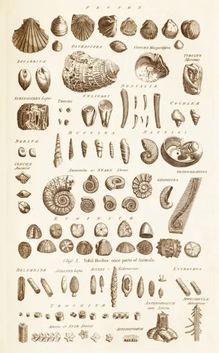 Gerahmter Druck : Fossilschalen C017 / 3532
