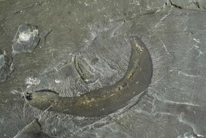 Gerahmter Druck : Wurmfossil Gerahmter Druck : Wurmfossil