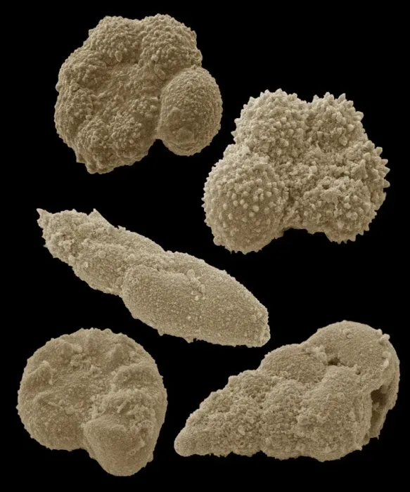 Gerahmter Druck : Fossilierte Foraminiferae, SEM