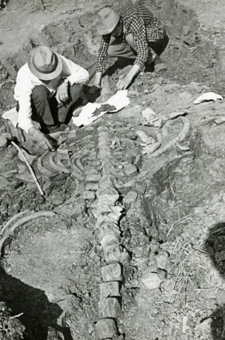 Gerahmter Druck : Rieselfossilwal Gerahmter Druck : Rieselfossilwal