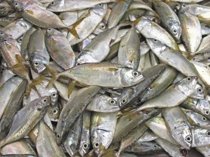 Gerahmter Druck : Frischer Fisch Gerahmter Druck : Frischer Fisch